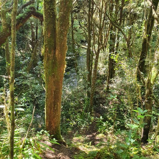 Tawarau Conservation Area