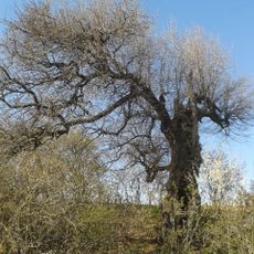 Cvrčovická planá hrušeň