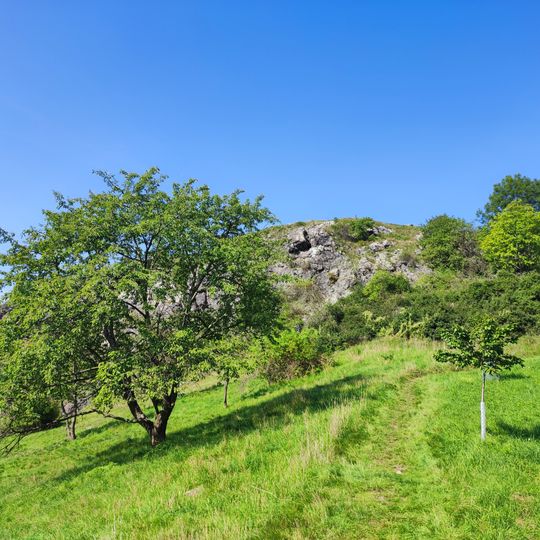 Cherry orchard in Liboc
