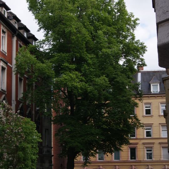 Buche Olgastraße 141