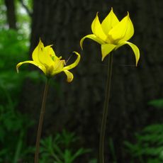 Starovyshnevetskyi Reserve