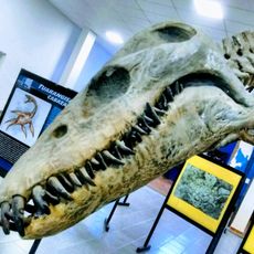 Paleontological Museum of Lamarque