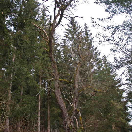 Eiche in Unterweißenbach