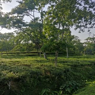 Chandpur Belgaon Tea Garden