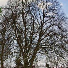 Obecní lípa v Krajkové