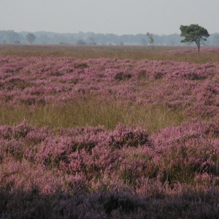 Nationaal Park Dwingelderveld