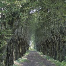Hainbuchenallee beim Schloss Neuhaus