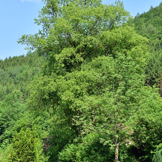 Mariathaler Kapellenlinde in Reichraming