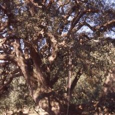 Alzina de Can Farrerons