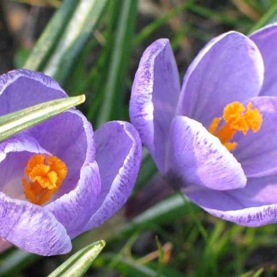 Rezerwat przyrody Krokusy w Górzyńcu