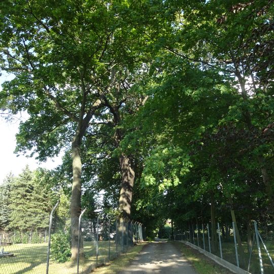 Naturdenkmal Stieleiche