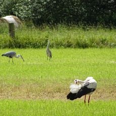 Leineaue zwischen Hannover und Ruthe