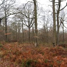 Blean Woods RSPB Reserve
