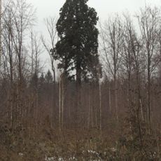 1 Sequoia (Mammutbaum)