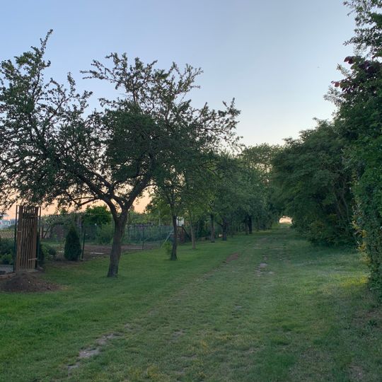 Birnbaumreihe im Gewann Birkach