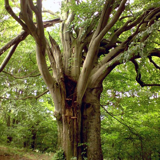 Marků buk u Sumrakova