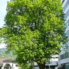 Natural monument Tilia sp (Dornbirn)