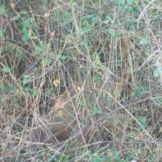 Milepost, Hornage Farm