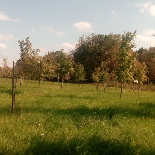 Hochzeitswäldchen II