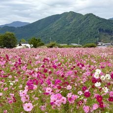 清住秋英花園