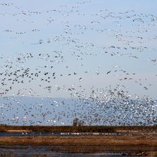 Sacramento National Wildlife Refuge Complex
