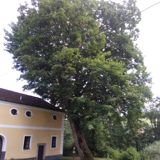 Javor klen ve Vříšti