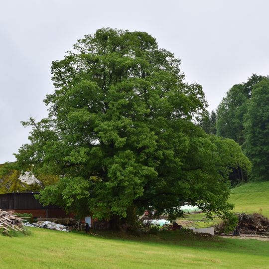 Rebensteiner Hauslinde in Garsten