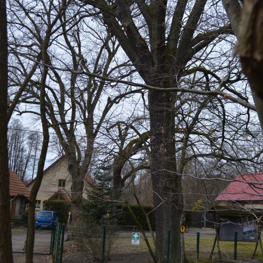 Naturdenkmal Eiche auf dem Forstgrundstück vorn rechts, Kolonie Briese in Birkenwerder