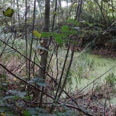Weiher im Gewann Spachbruck