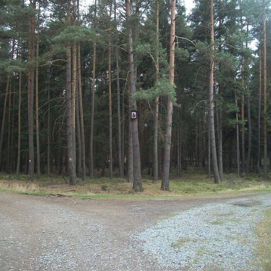 Obrázek na stromě v lese mezi Plasy a Mrtníkem