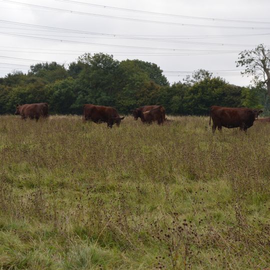 Fancott Woods and Meadows