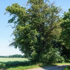 Four-Tilia near Groitzsch