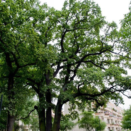 Drillings Stiel-Eiche Goebelstraße 70