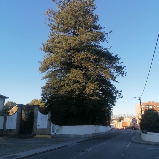 Árvore isolada em Paços Brandão - Casa da Portela