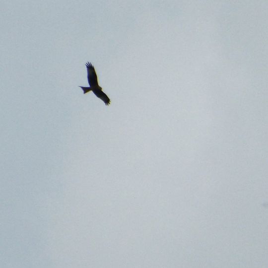 Werrabergland südwestlich Uder