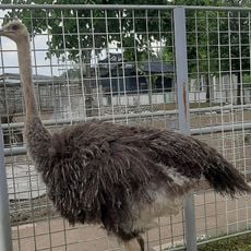 Grădina Zoologică