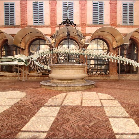 Scheletro della balena