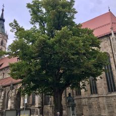 Linde am Bismarckdenkmal