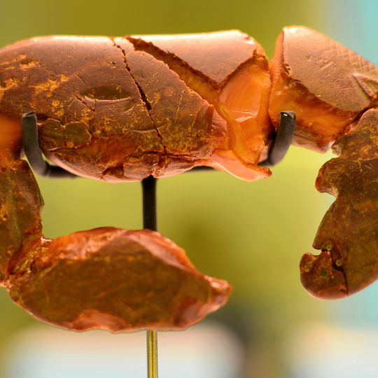 Bernsteinelch von Weitsche