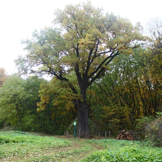 Пересічанський дуб