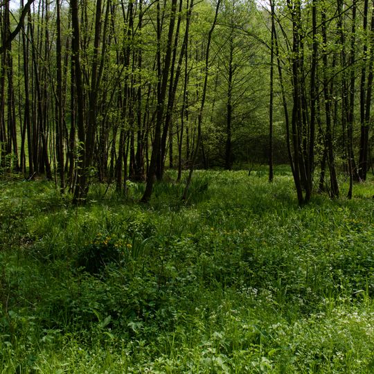 Oberes Ulfenbachtal bei Unter-Schönmattenwag