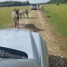 High Delta Safari Park