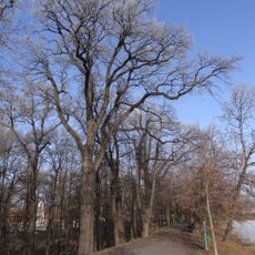 Skupina dubů na hrázi Počernického rybníka