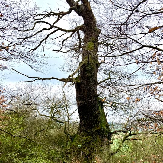 Traubeneiche von Rhoden