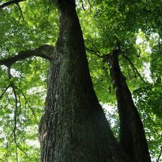 Lípy u křížku na Nebeské Rybné