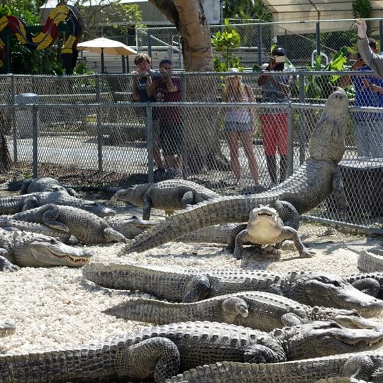 Everglades Alligator Farm