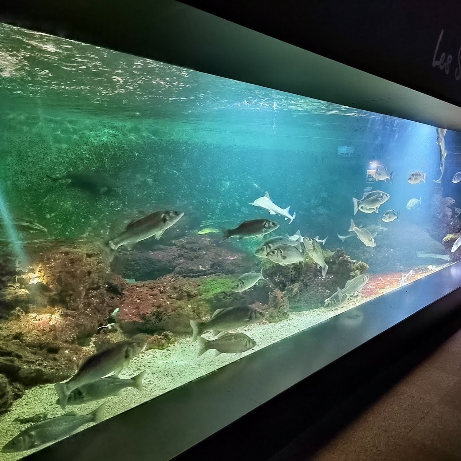 aquarium-de-vend-e-le-septi-me-continent-aquarium-public-talmont