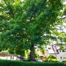 Dub u hudební školy