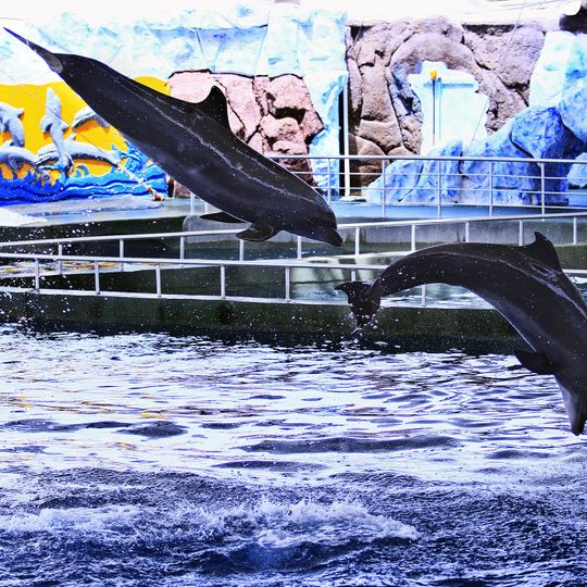 Kish Dolphinarium