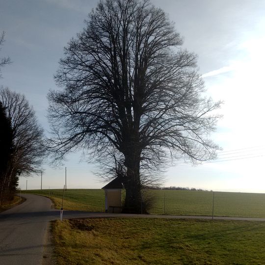 Kapellenlinde bei Neukirchen am Walde